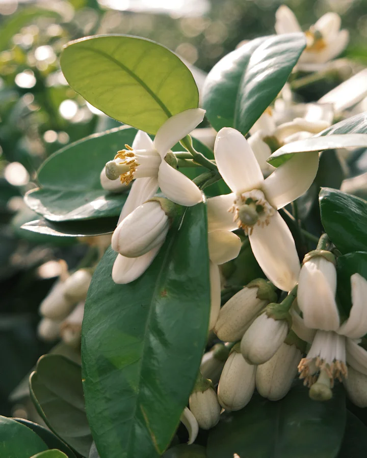 White citrus blossoms and buds among glossy dark-green leaves